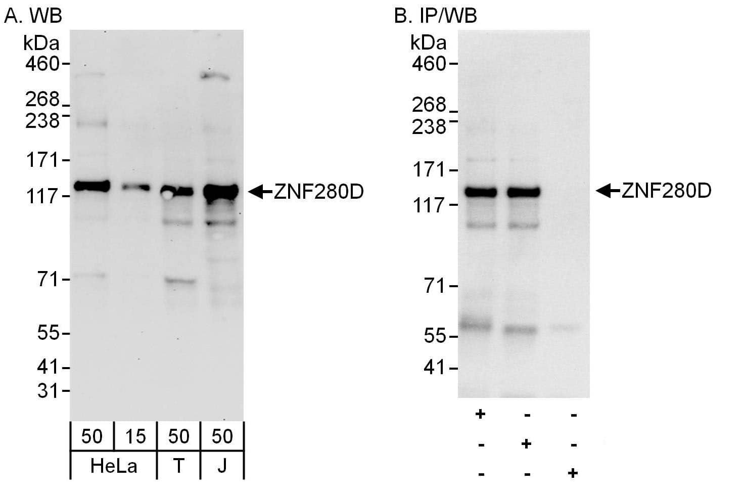 ZNF280D Antibody