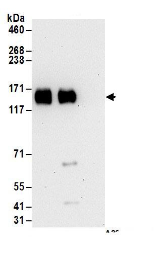 ZNF828 Antibody
