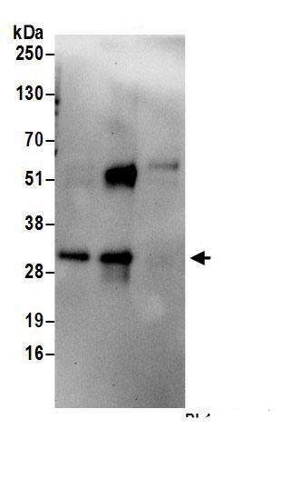 GPR157 Antibody