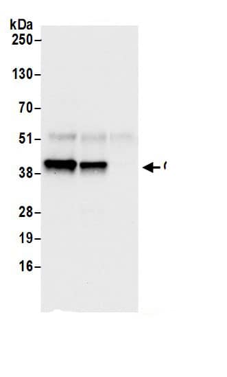 Glutaredoxin 3/GLRX3 Antibody