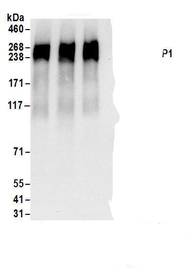 RRBP1 Antibody