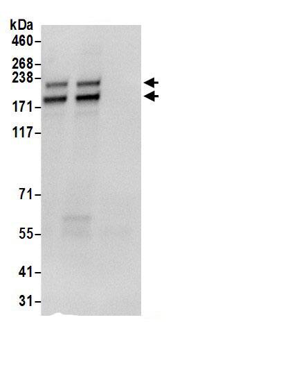 POLR1A Antibody