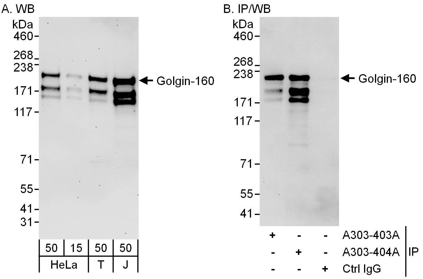 GOLGA3 Antibody