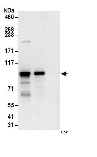 ASCC2 Antibody