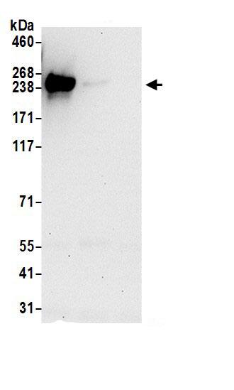 DIP2B Antibody