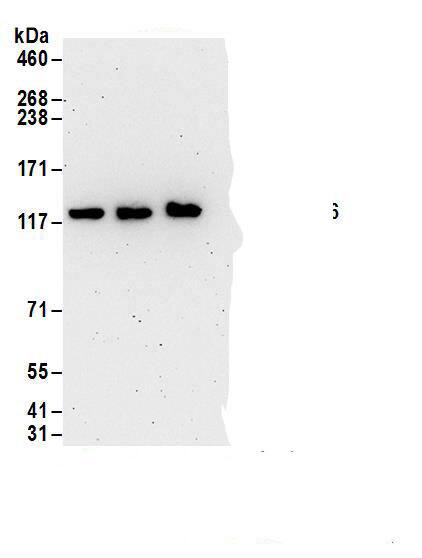 FLJ10808 Antibody