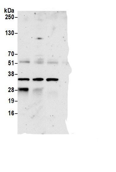 Nse2 Antibody