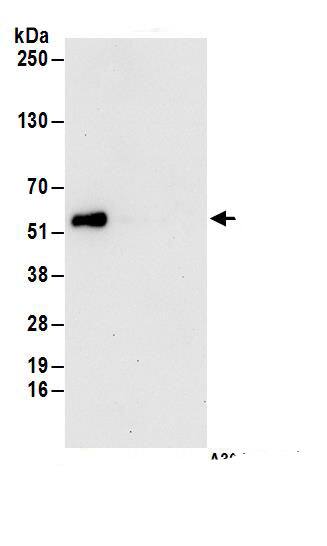 UBR7 Antibody