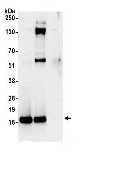 60S ribosomal protein L23 Antibody