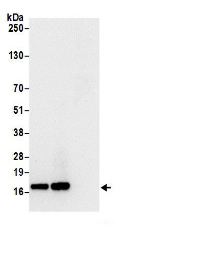 60S ribosomal protein L23 Antibody