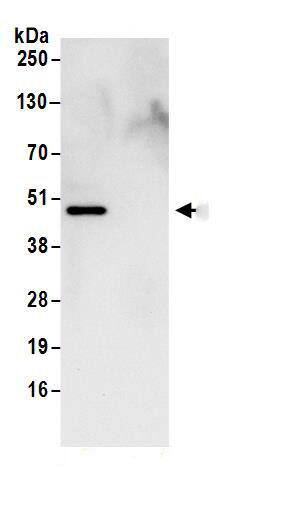 IDH2 Antibody
