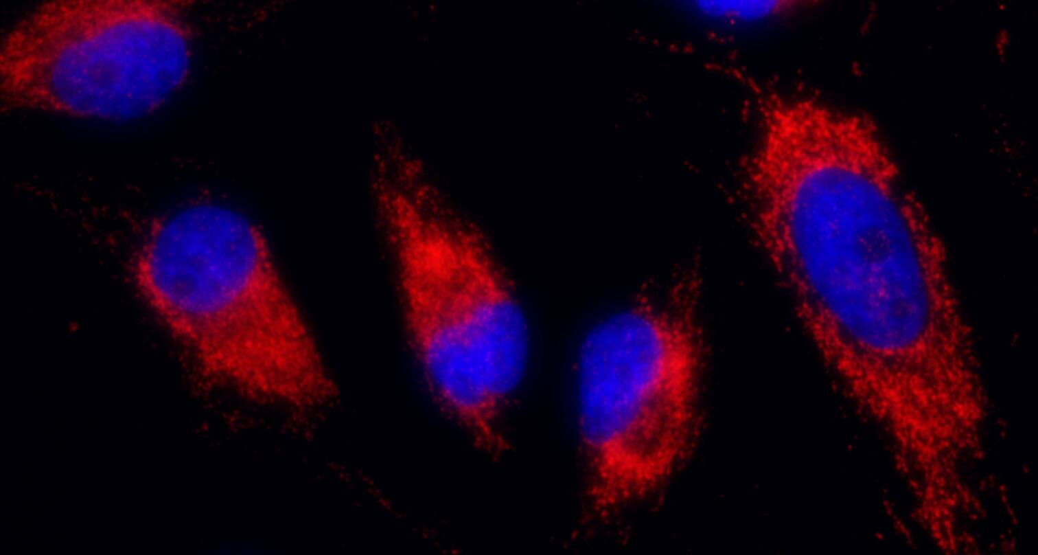 IDH2 Antibody