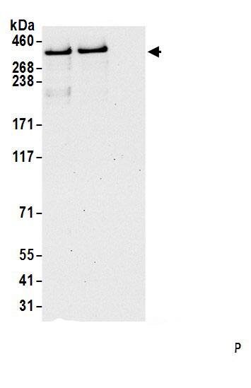 DMXL2 Antibody