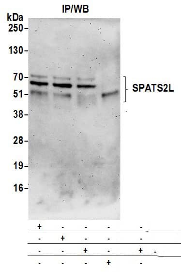 SPATS2L Antibody