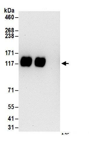 ZNF828 Antibody