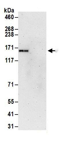 PURL Antibody