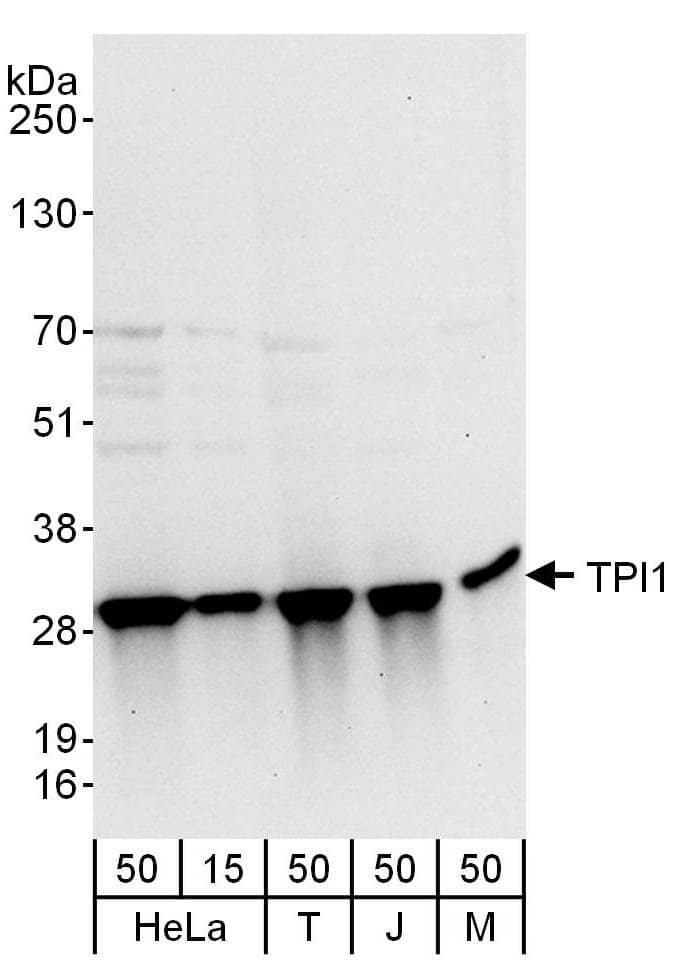 Triosephosphate isomerase Antibody