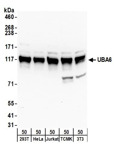 FLJ10808 Antibody