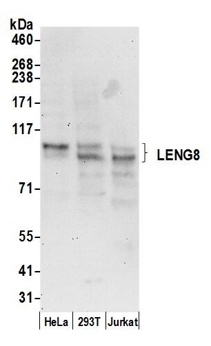 LENG8 Antibody