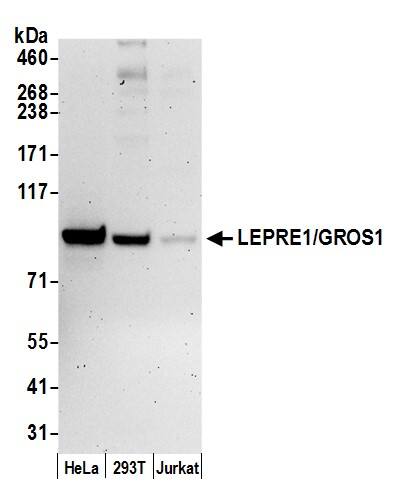 LEPRE1 Antibody