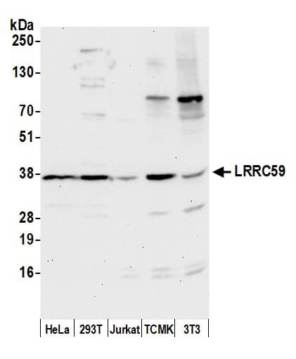 LRRC59 Antibody