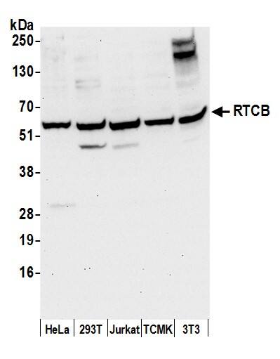 FAAP Antibody