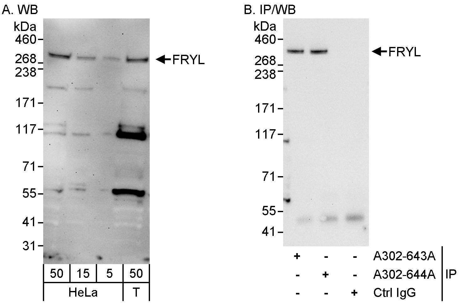 FRYL Antibody