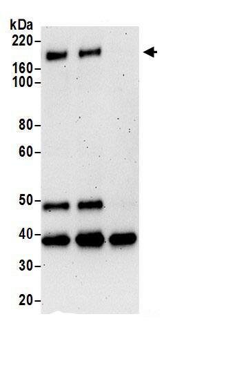 CELSR1 Antibody