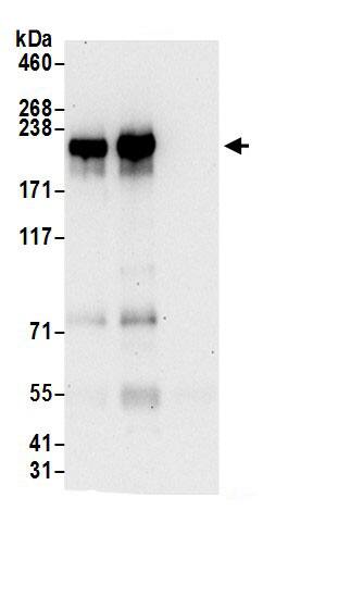 NFAT5 Antibody