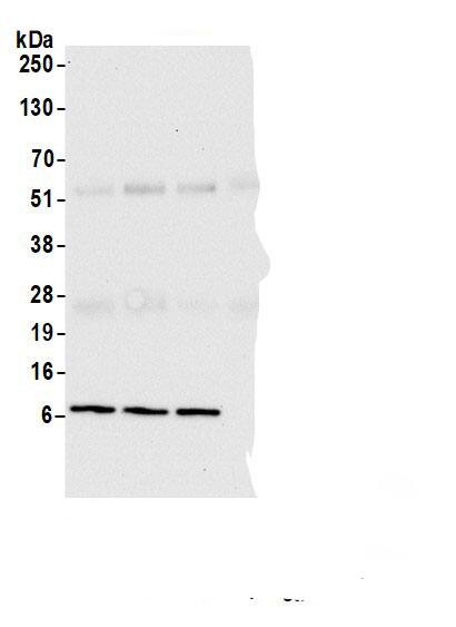 VMA21 Antibody