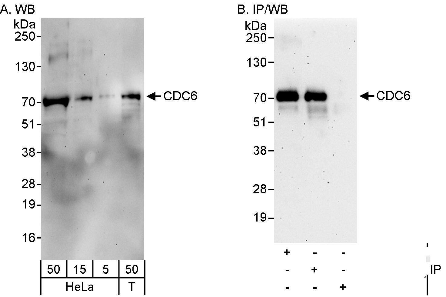 Cdc6 Antibody