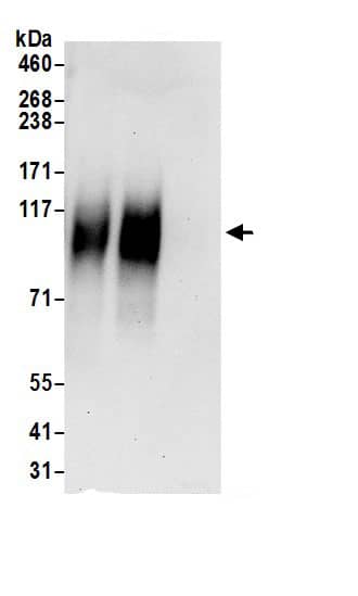 SLC26A2 Antibody