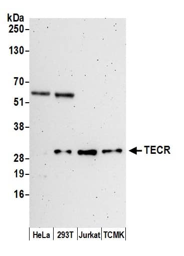 Synaptic glycoprotein SC2 Antibody