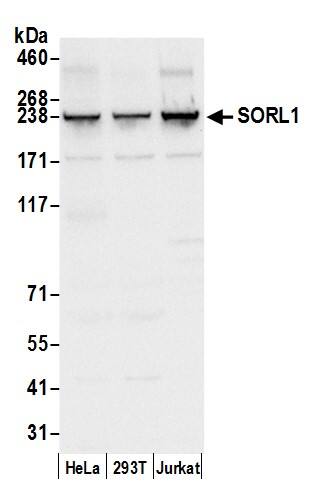 SorLA Antibody