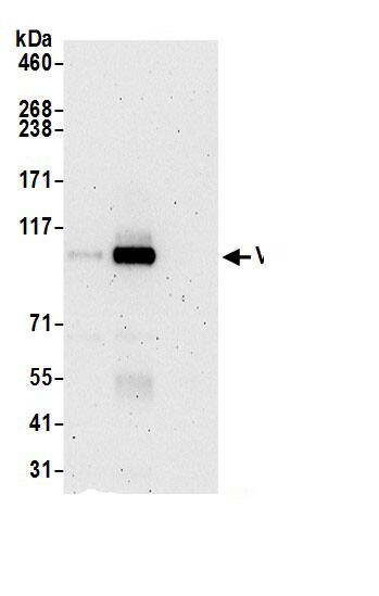 VPS18 Antibody