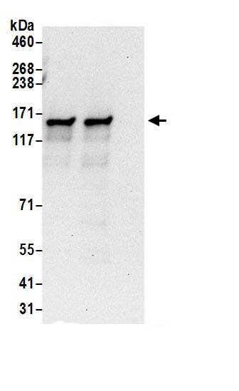 NHN1 Antibody