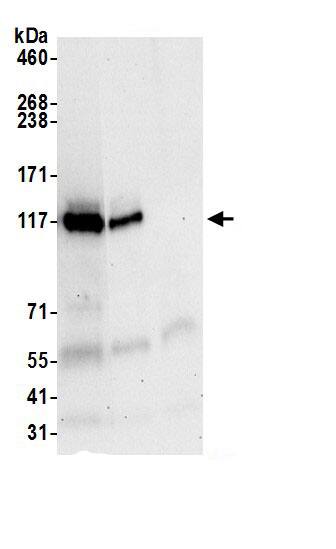 FAM29A Antibody