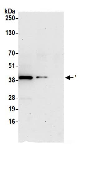 CapG Antibody