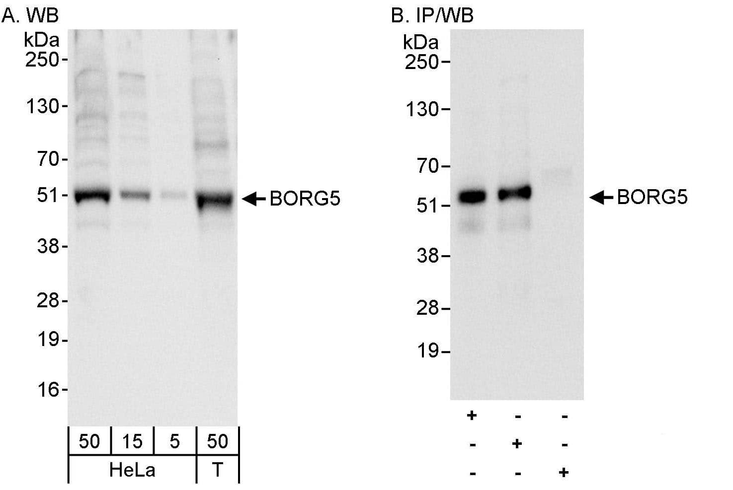 CDC42EP1 Antibody