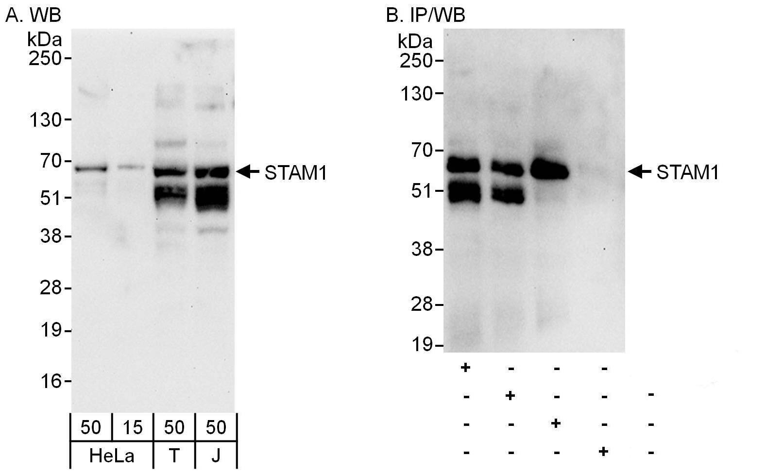 STAM-1 Antibody