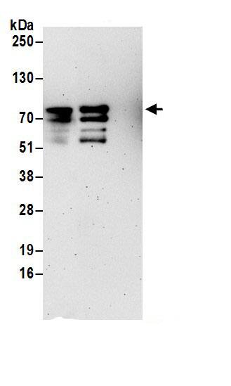 alpha-Taxilin Antibody