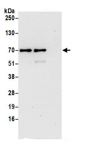 SNX2 Antibody