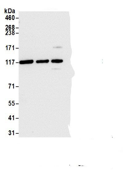 ARS2 Antibody