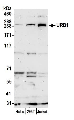 URB1 Antibody