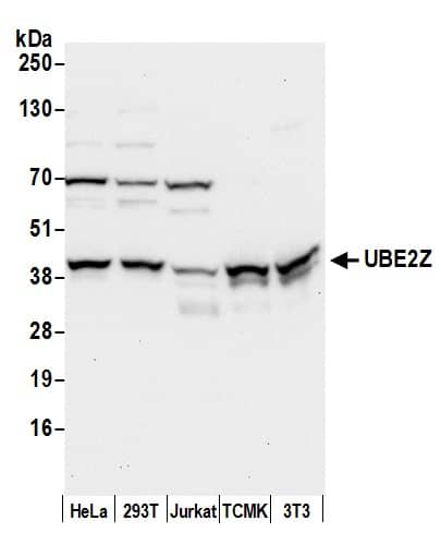 UBE2Z Antibody