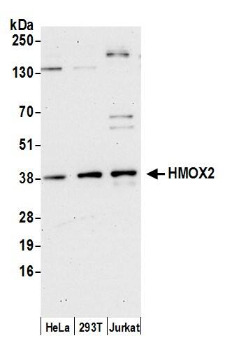 HO-2/HMOX2 Antibody