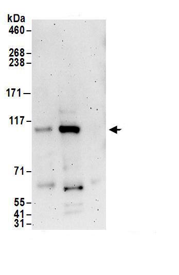 Exportin-T Antibody