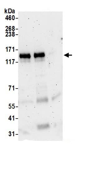 NBR1 Antibody