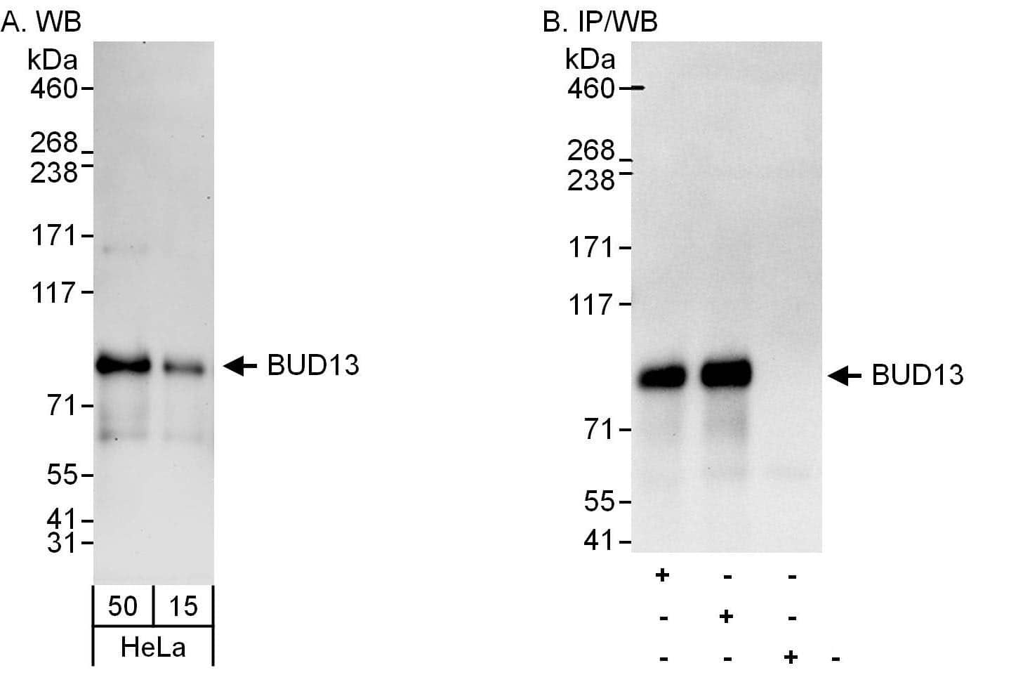 BUD13 Antibody