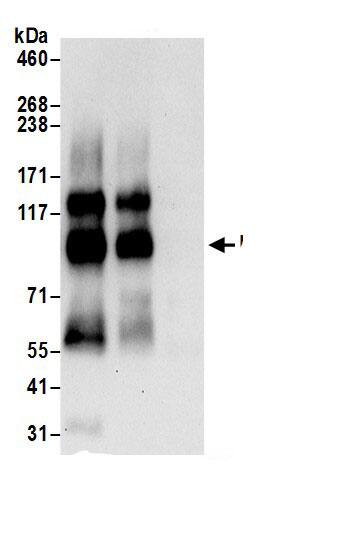 Endoglycan/PODXL2 Antibody